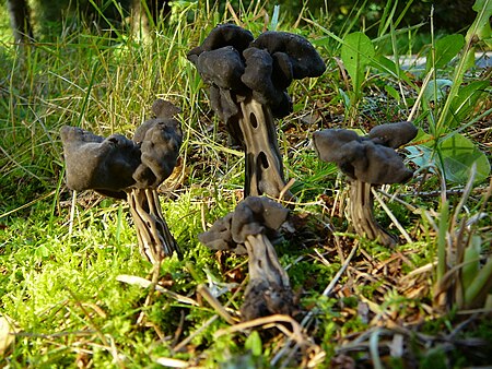 Helvella lacunosa I Sumava.jpg