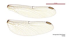 Female wings