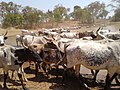 Herd_of_cattle_rashing_to_drink_water