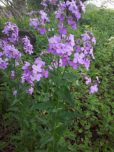 File:Hesperis pycnotricha 78206412.jpg