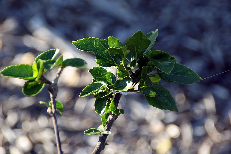 File:Hibiscus fragilis 8zz.jpg