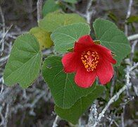 Hibiscus martianus