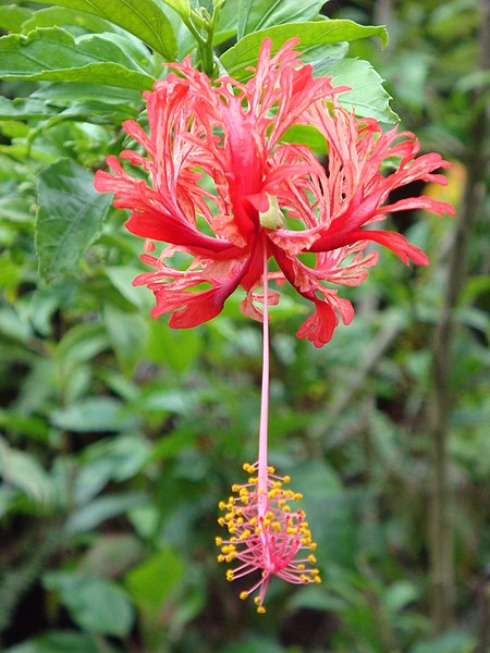 File:Hibiscus schizopetalus (2).jpg