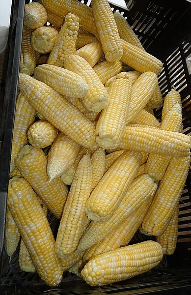 File:Hillview Farms corn on the cob.jpg