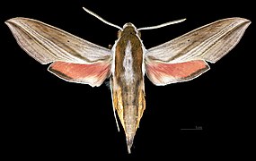 Hippotion boerhaviae MHNT CUT 2010 0 263 Ban Kheum Laos female dorsal.jpg