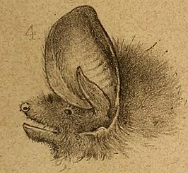 Histiotus magellanicus