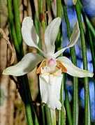 Holcoglossum quasipinifolium Type species