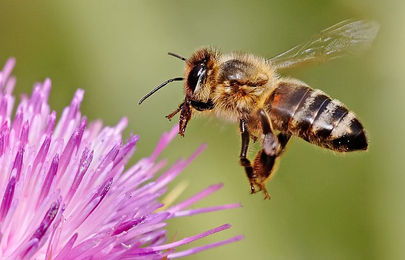 File:Honeybee landing on milkthistle02 crop.jpg