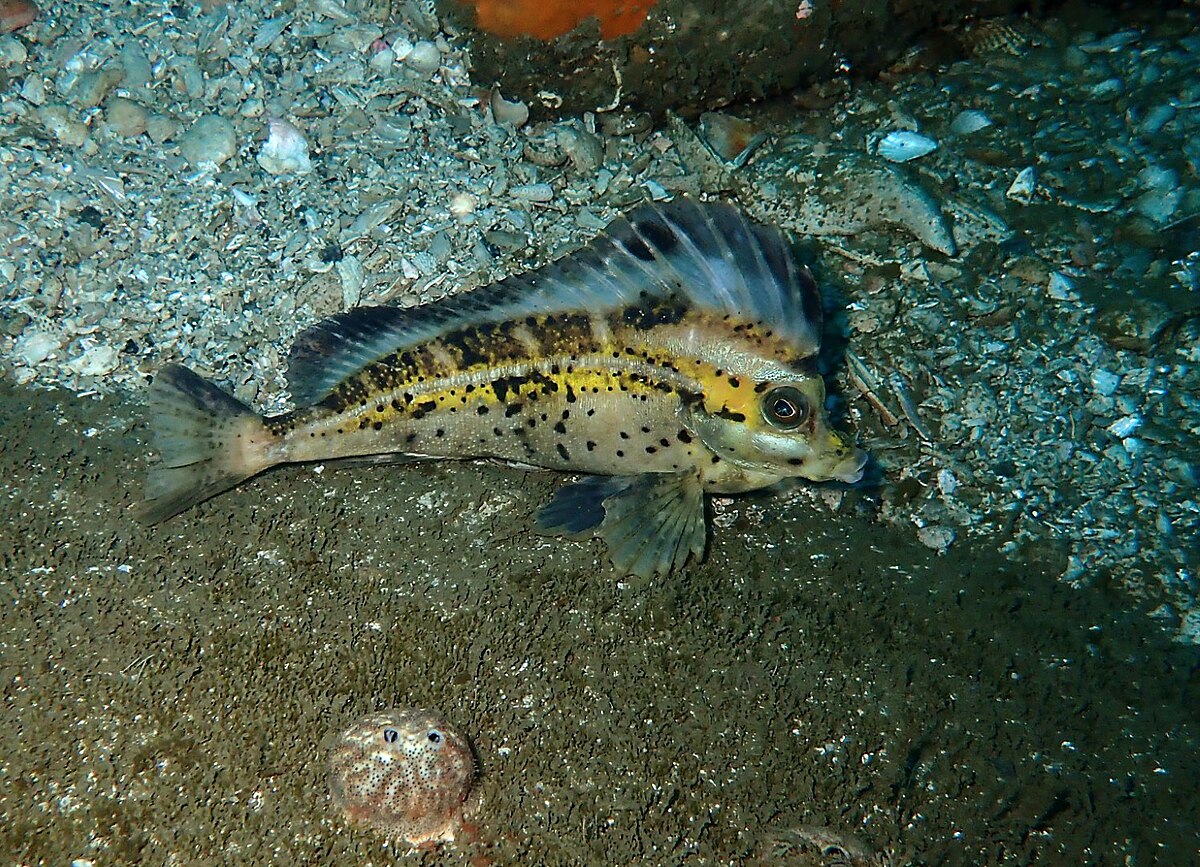 Horse fishes