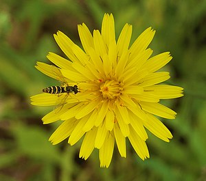 Hoverfly on a flower