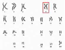 Menschliches männliches Karyotpe hochauflösend - Chromosom 4.png