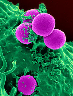 Methicillin-resistant <i>Staphylococcus aureus</i> Bacterium responsible for difficult-to-treat infections in humans