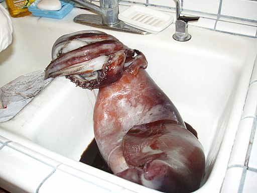 Humboldt squid in sink