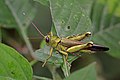 * Nomination Humpback grasshopper (Abisares viridipennis) --Charlesjsharp 13:39, 22 October 2020 (UTC) * Promotion  Support Good quality. --Scotch Mist 08:38, 23 October 2020 (UTC)