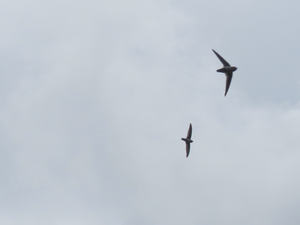 Hunting plume-toed swiftlets.png