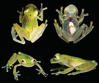 <i>Hyalinobatrachium yaku</i> Species of frog