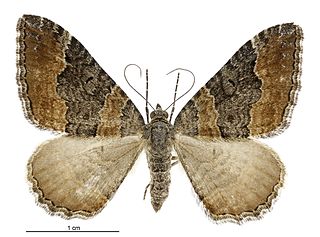 <i>Hydriomena deltoidata</i> Species of moth endemic to New Zealand
