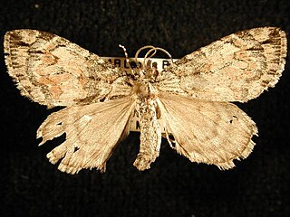 <i>Hydriomena perfracta</i> Species of moth