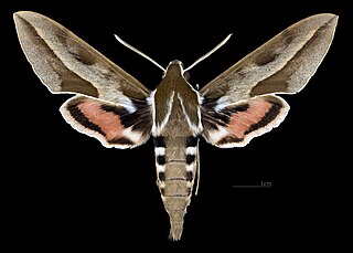 <i>Hyles annei</i> Species of moth