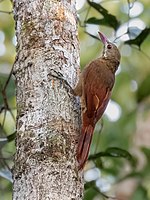 Hylexetastes perrotii - Red-billed Woodcreeper; Ramal do Pau, Rosa, Manaus, Amazonas, Brazil.jpg