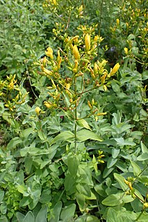 <i>Hypericum annulatum</i> Species of flowering plant in the St Johns wort family Hypericaceae