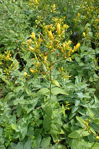 <i>Hypericum annulatum</i> Species of flowering plant in the St Johns wort family Hypericaceae