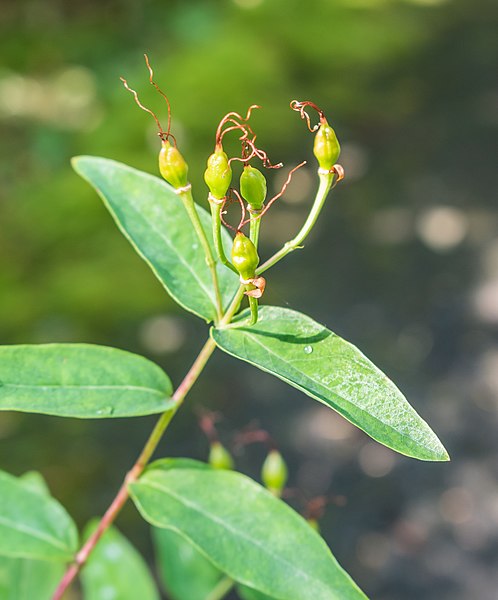 File:Hypericum canariense in La Jaysinia (1).jpg