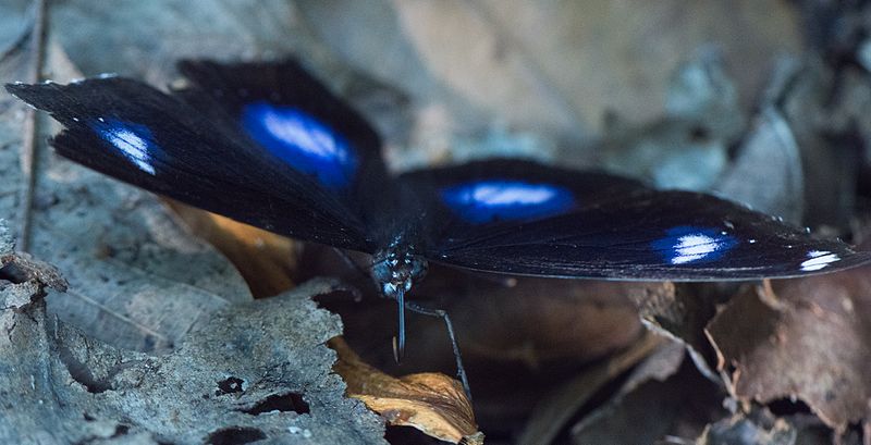 File:Hypolimnas-bolina-from-kottayam-kerala.jpg