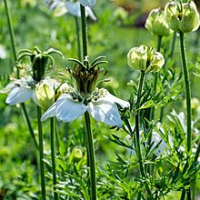 Nigelle - Nigelle Cultivée