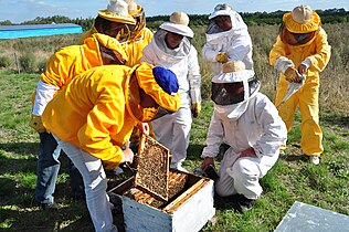 Grupo de productoras apicultoras en Los Charruas, Concordia, Entre Rios. Capacitación de INTA en cuanto al control de varroa.