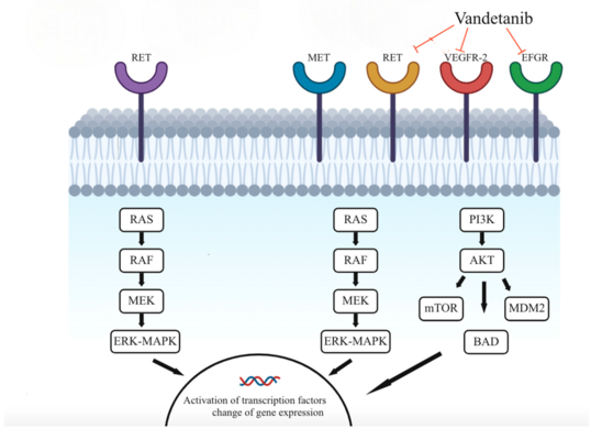 Mechanism of vandetanib inhibiting different receptors [16]