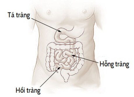 Ruột non