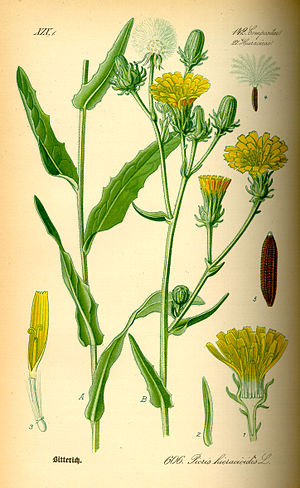 Illustration Picris hieracioides0.jpg