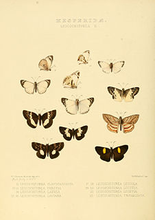 <i>Heliopetes</i>