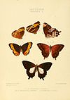 Illustrations of new species of exotic butterflies Pronophila II.jpg