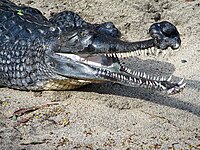 Indian Gharial at the San Diego Zoo (2006-01-03) (headshot).jpg