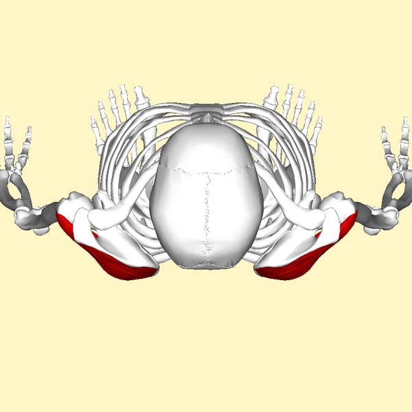 File:Infraspinatus muscle top2.png