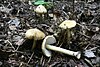 Four ochre coloured mushrooms growing from soil among dead leaves