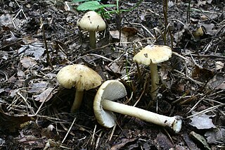 <i>Inosperma cookei</i> Species of fungus