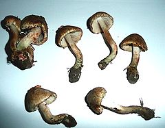 Inocybe haemacta.jpg