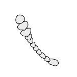 File:Insect-antenna clavate.svg