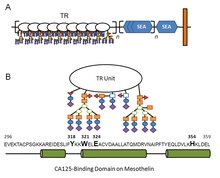 Interaction of MUC16 (CA125) and mesothelin Interaction of MUC16-CA125 and mesothelin.tiff