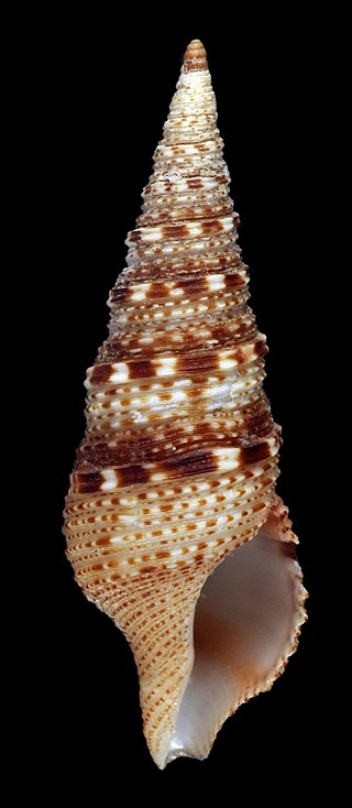 <i>Iotyrris conotaxis</i> Species of gastropod