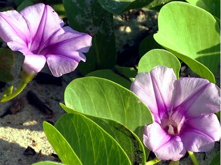 Fail:Ipomoea pes-caprae Malaysia.jpg