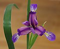 Iris Iris graminea Flower 2263px.jpg