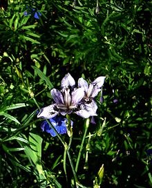 Iris dichotoma Iris dichotoma - Flickr - peganum (13).jpg