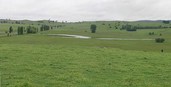 Livestock grazing country, Irish Town, Walcha.