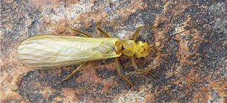 <i>Isoperla claudiae</i> Species of stonefly