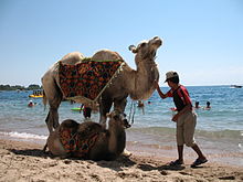 Фотограф с верблюдом на пляже (2006 год)
