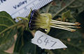 Flower of Jaltomata sanchez-vegae, Collection Mione, Leiva G. & Yacher 647. Units on ruler in upper left are mm. Collected in Peru, Province Santiago de Chuco at about 3000 m elevation.